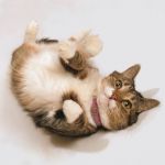 Products for Cats