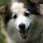 Products for Dogs
