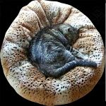 Pet Beds